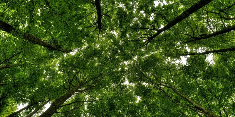 compensamos y medimos huella de carbono para fabricación limpia